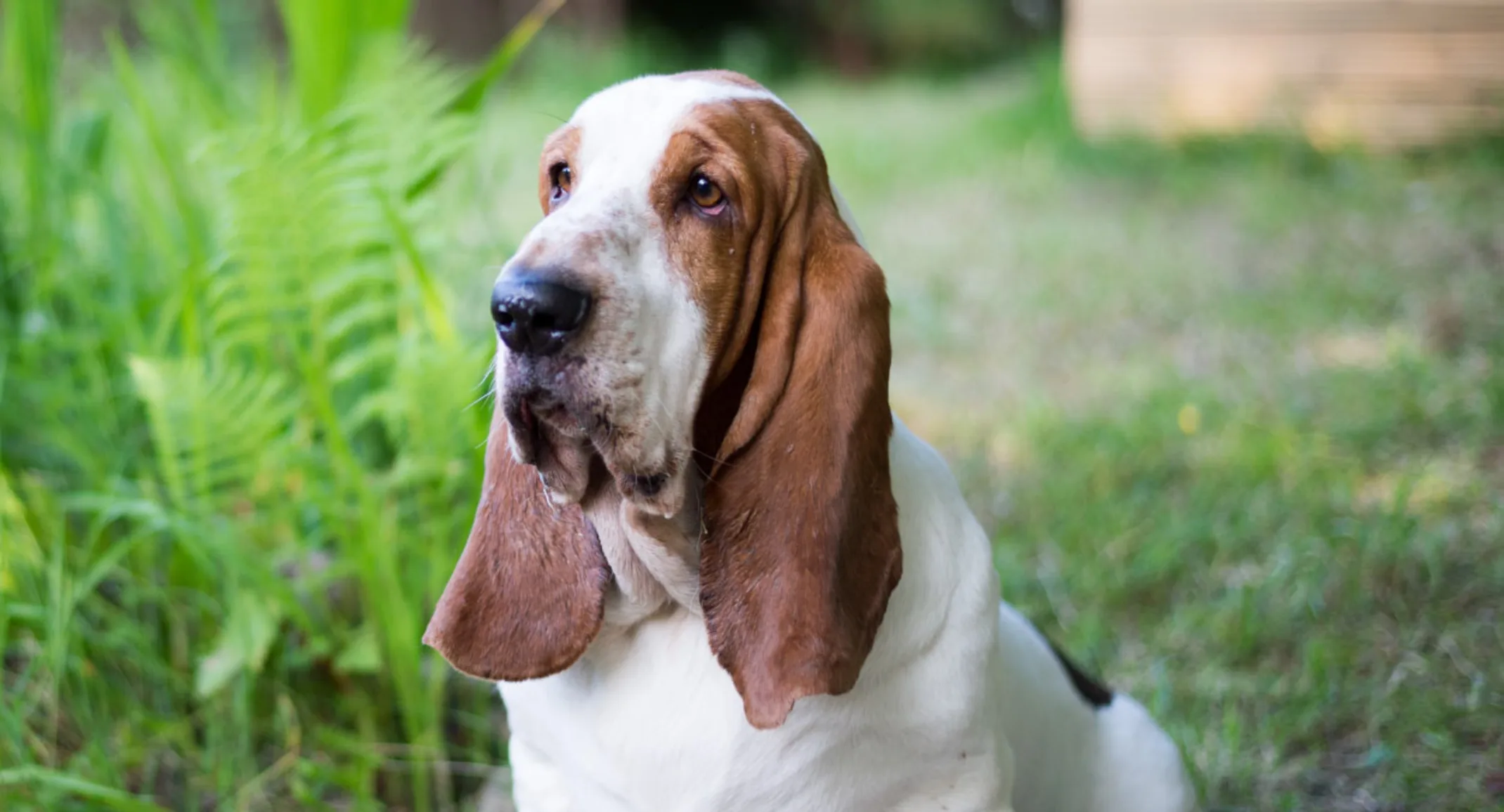 Basset Hound in Garden Basset Hound in Garden