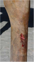 Cappy's leg