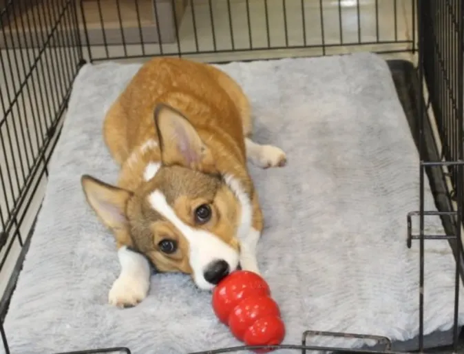 a corgi laying in a crate with a red toy a corgi laying in a crate with a red toy