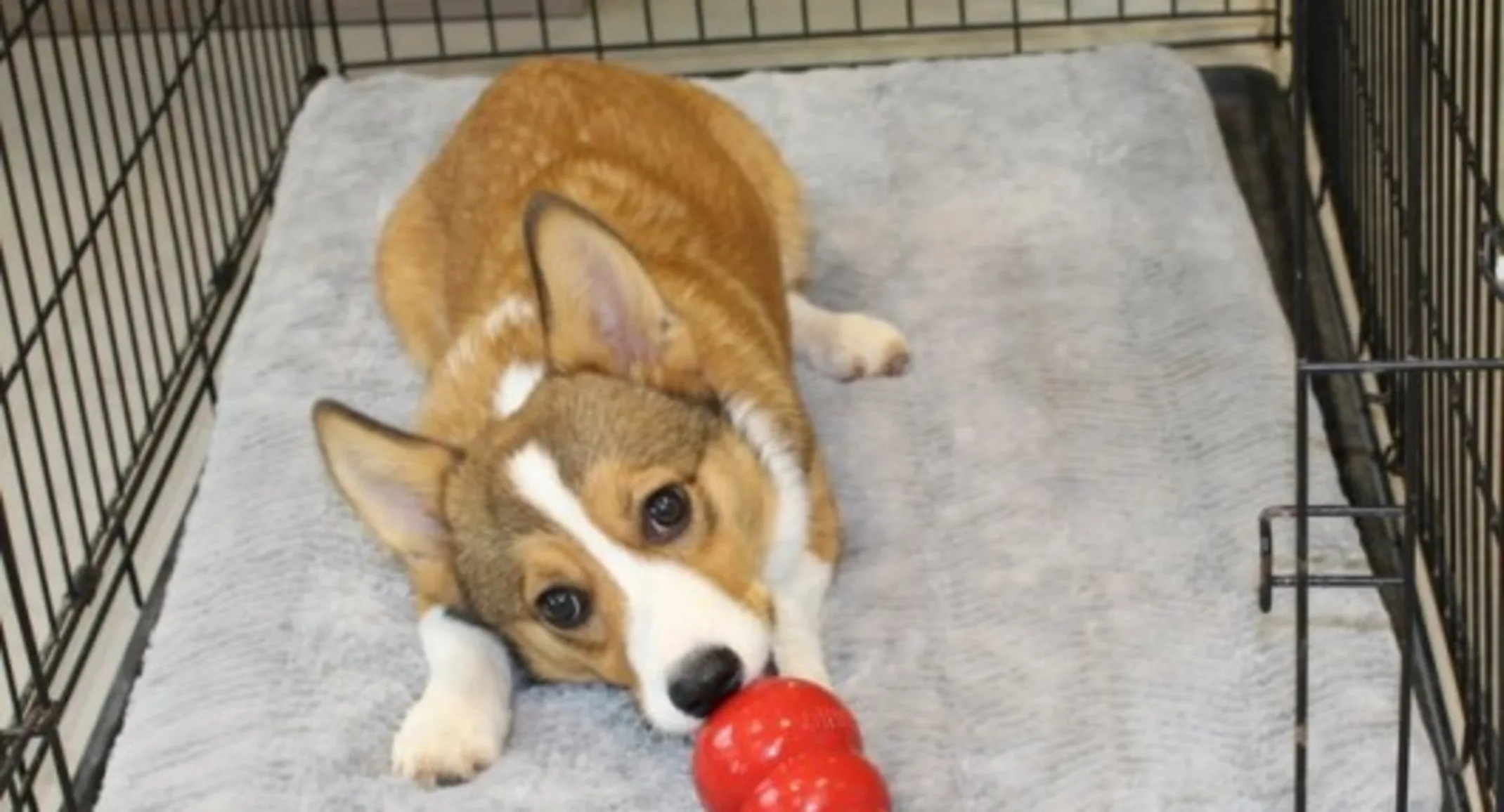 a corgi laying in a crate with a red toy