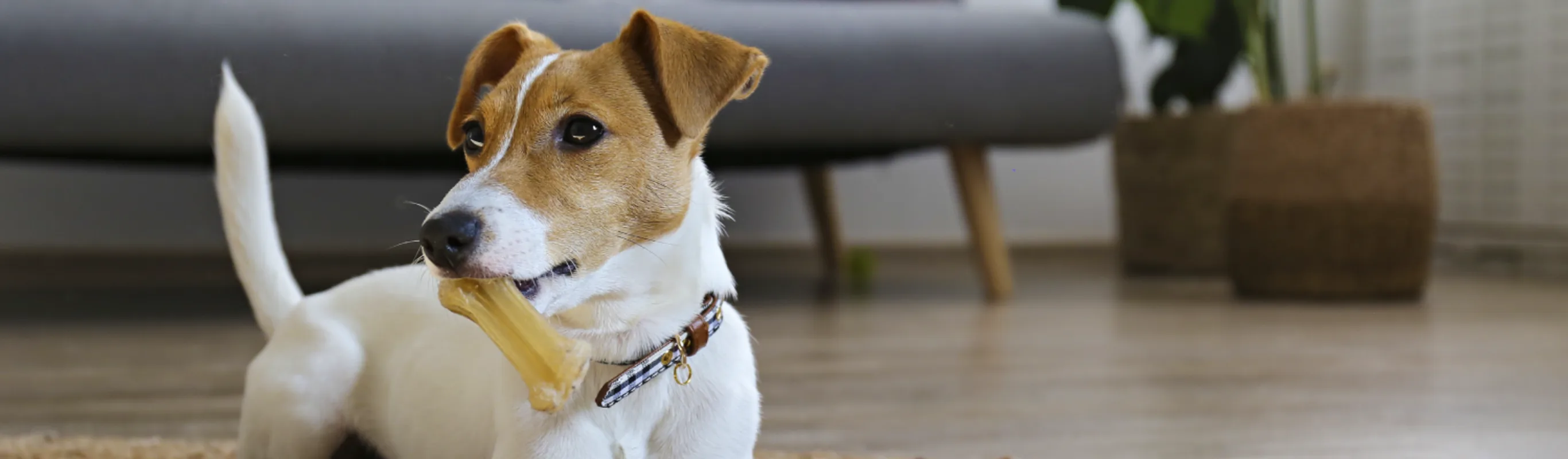 dog sitting on a rug in front of couch with a bone in its mouth