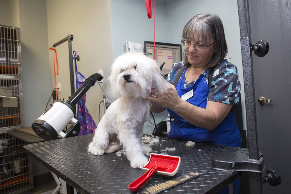 Groomer with small white dog at Goldorado Animal Hospital