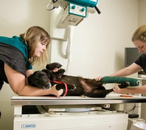 two staff members holding a dog on a table