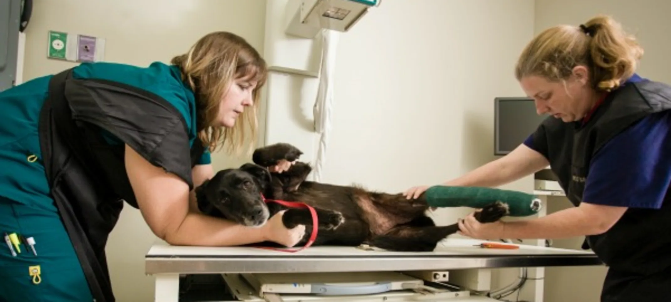 two staff members holding a dog on a table two staff members holding a dog on a table