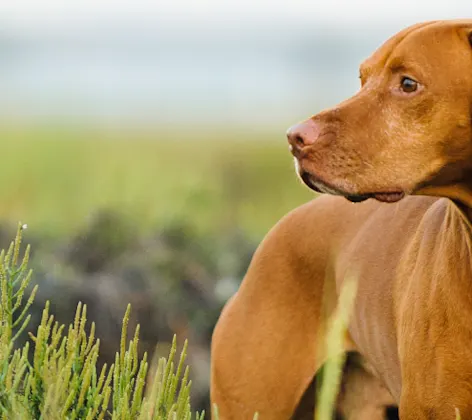 Dog standing in plants looking off into the distance Dog standing in plants looking off into the distance