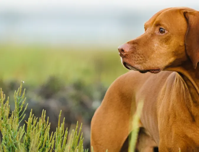 Dog standing in plants looking off into the distance