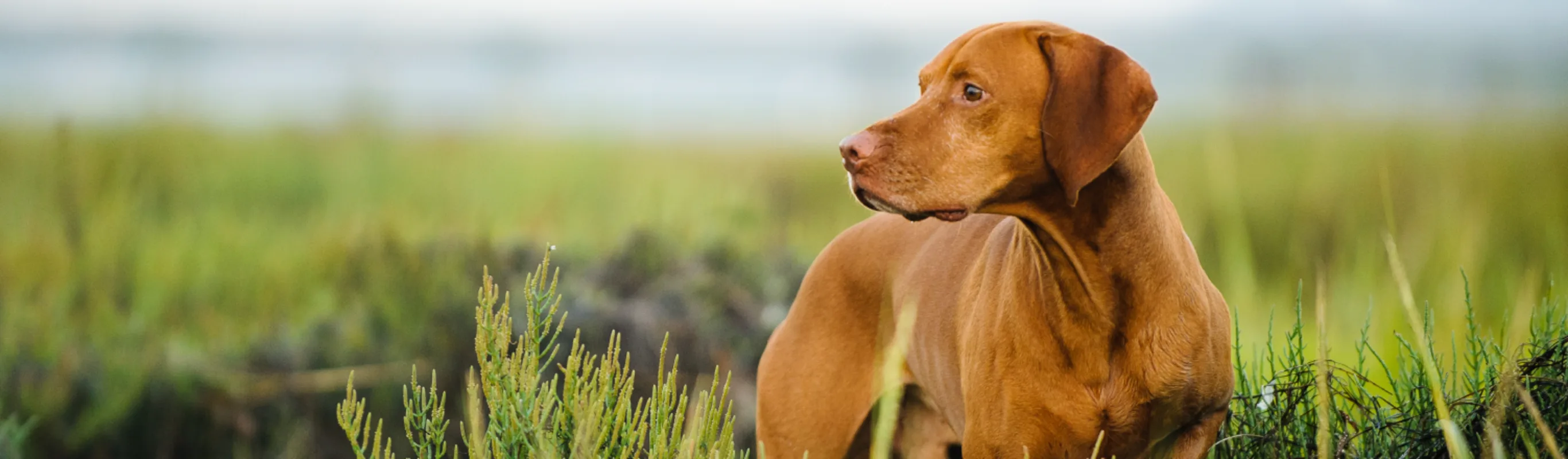 Dog standing in plants looking off into the distance