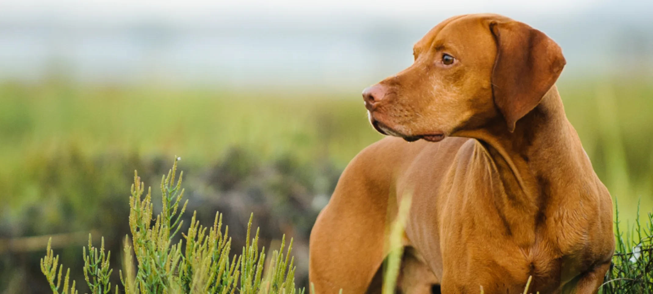 Dog standing in plants looking off into the distance Dog standing in plants looking off into the distance