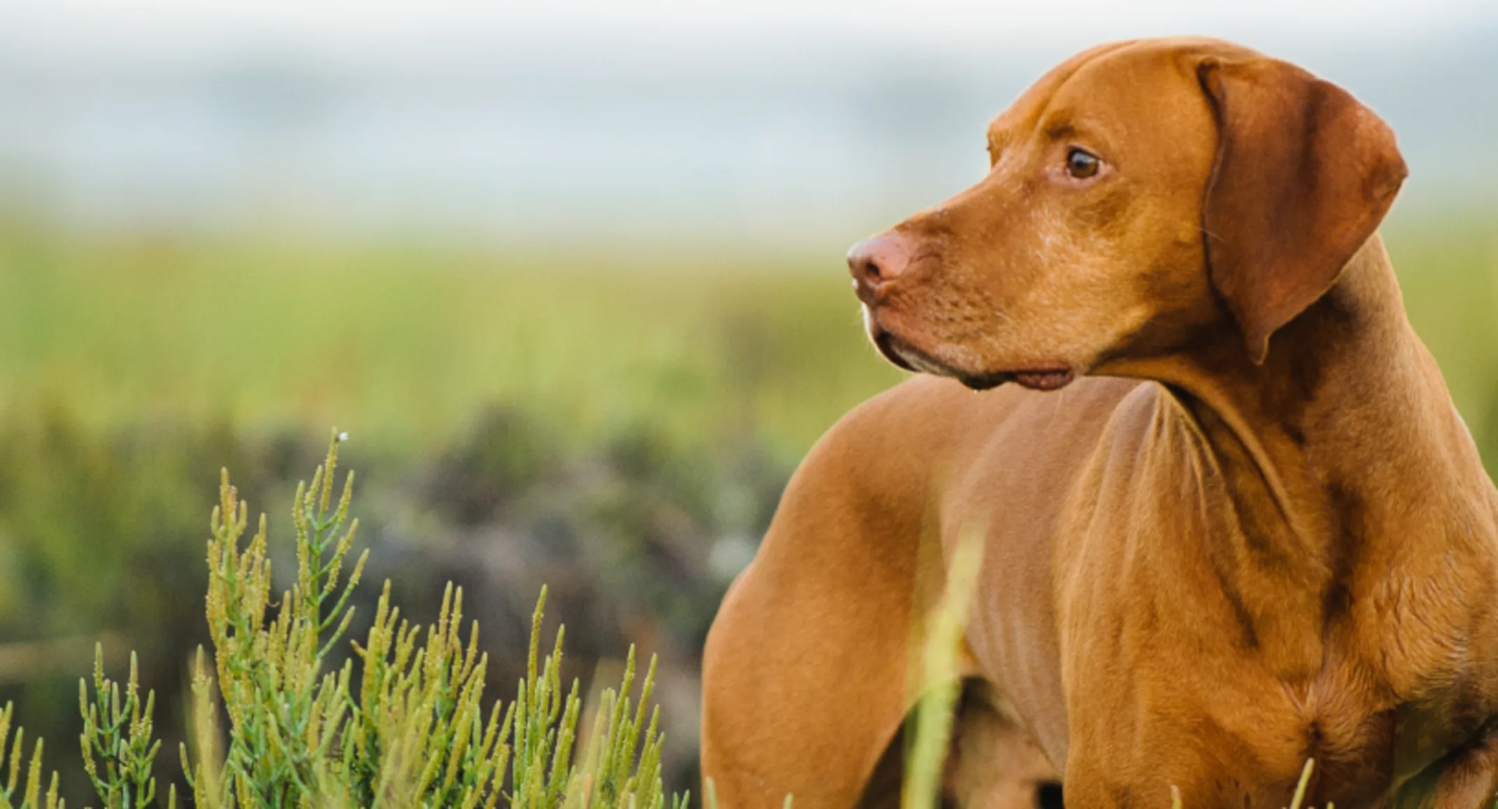 Dog standing in plants looking off into the distance