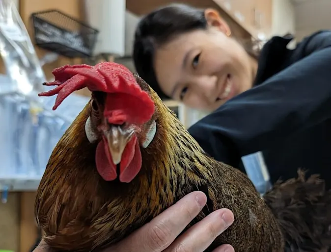 Staff member posing behind a chicken. Staff member posing behind a chicken.