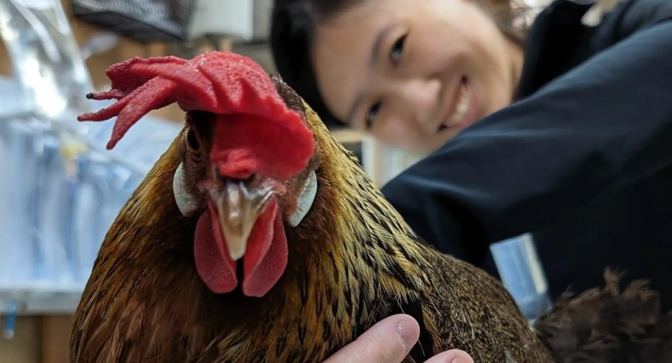 Staff member posing behind a chicken. Staff member posing behind a chicken.