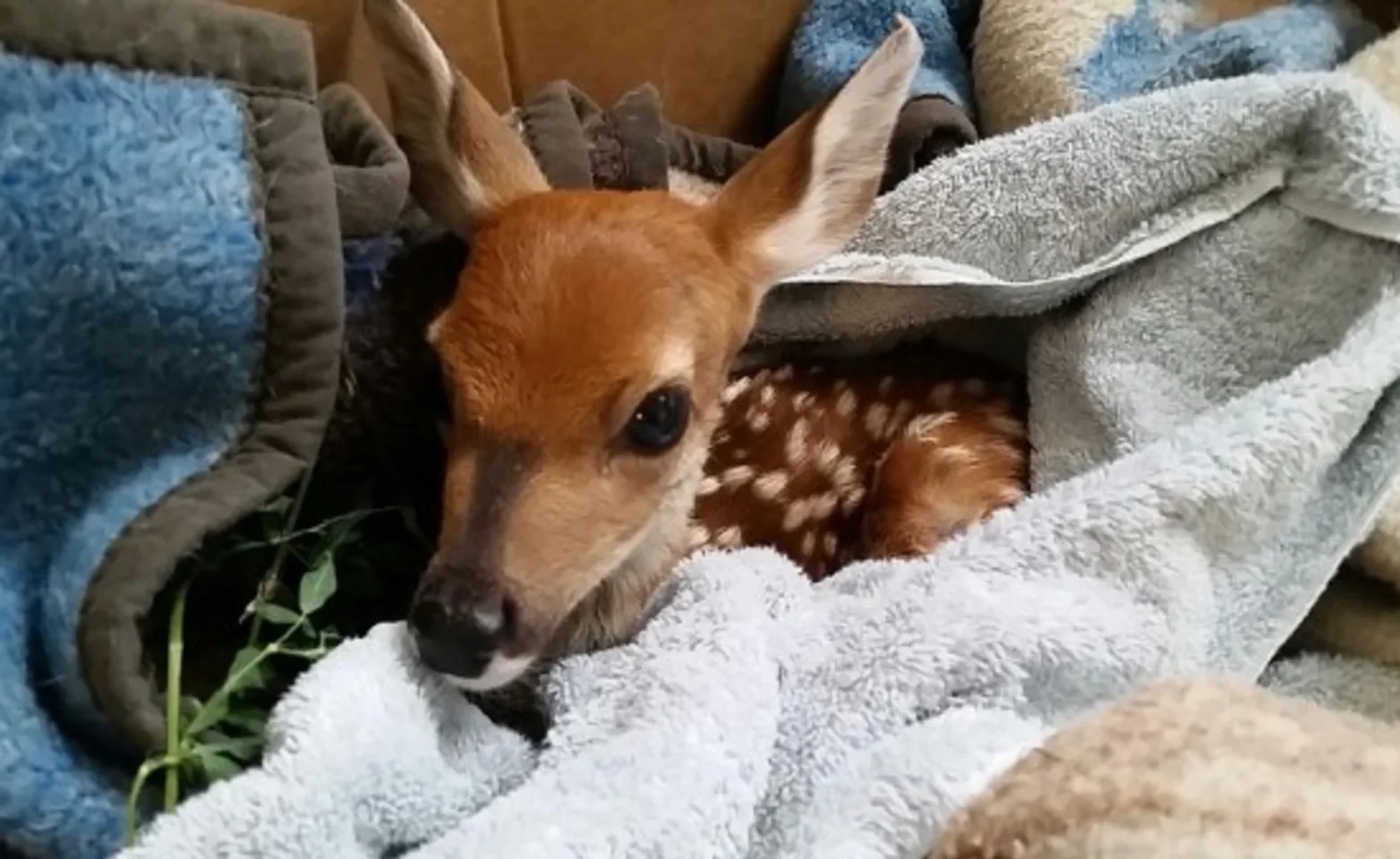 Deer fawn laying in a blanket