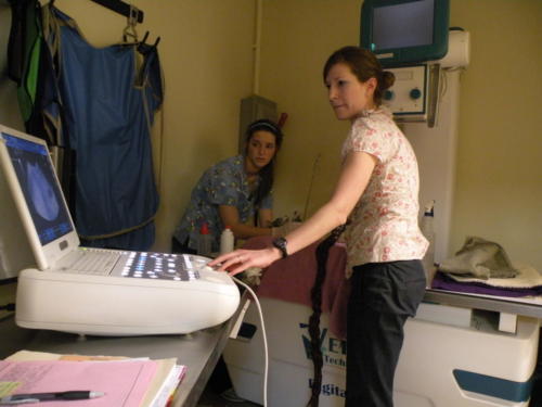 Vet performing an ultrasound