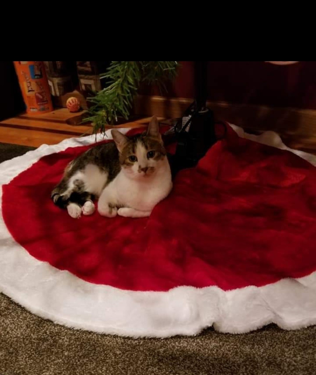 Cat under Christmas tree