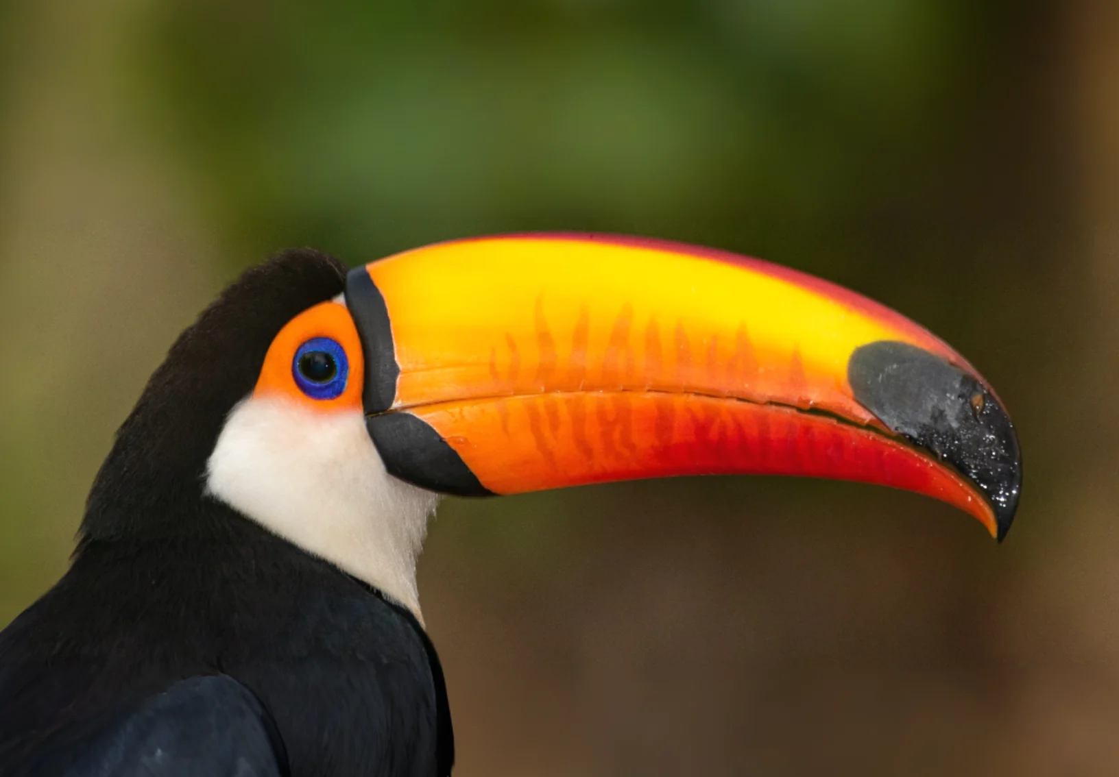 Toucan Toucan