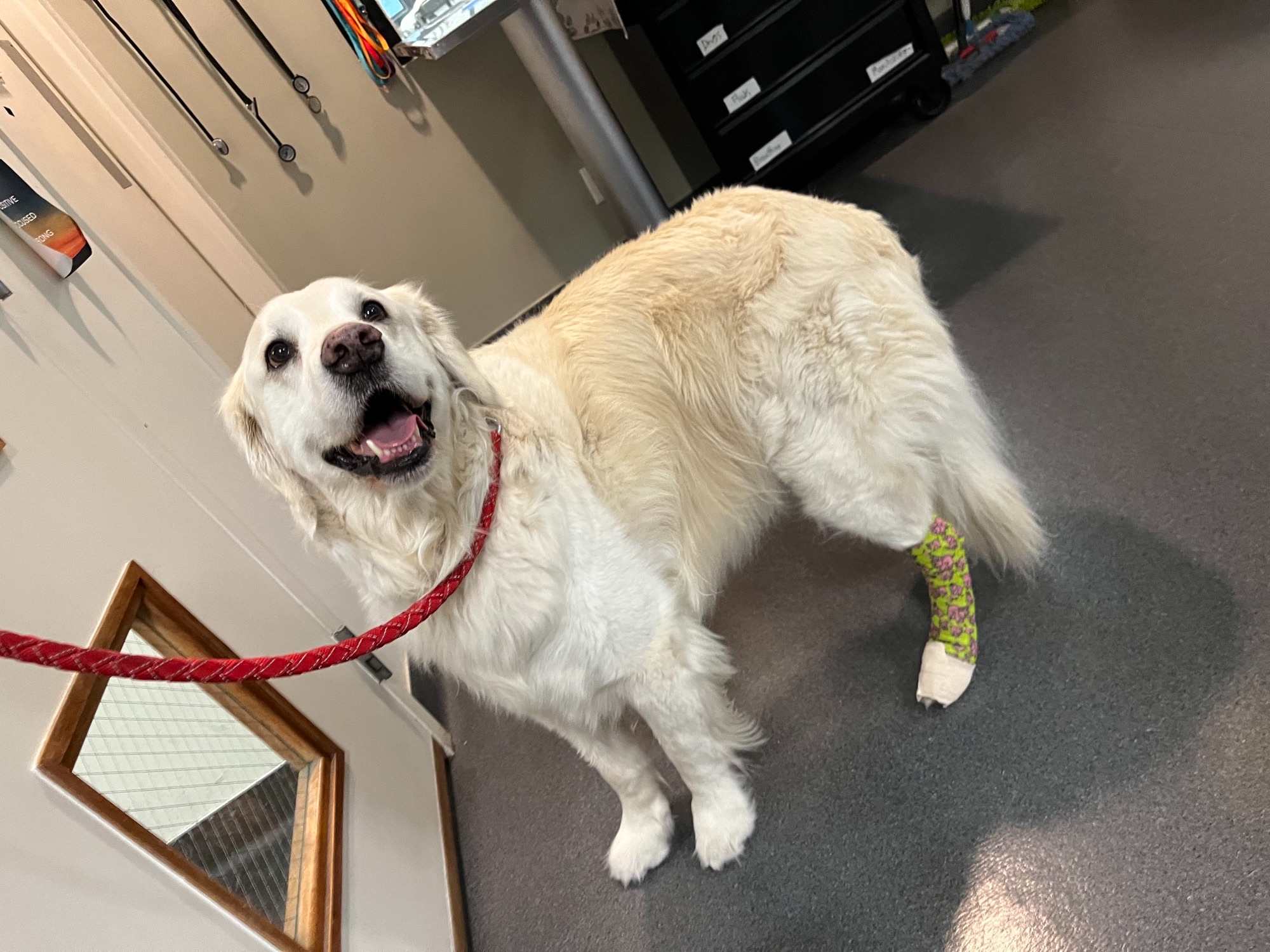 Smiling golden retriever in red leash wearing a green cast.