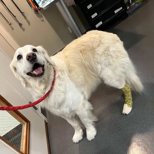 Smiling golden retriever in red leash wearing a green cast.