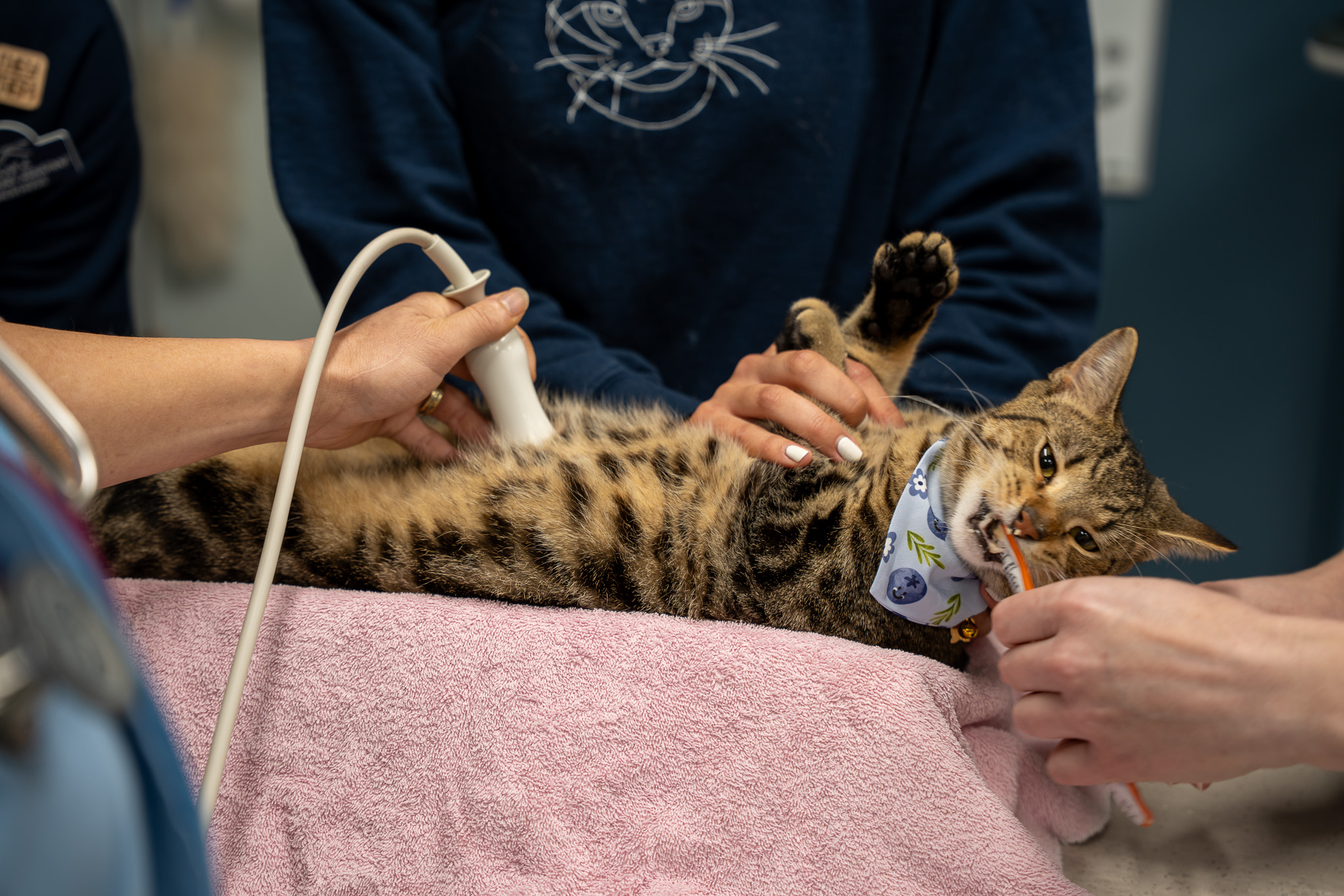 Goose the cat getting an ultrasound