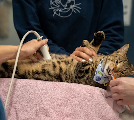 Goose the cat getting an ultrasound Goose the cat getting an ultrasound