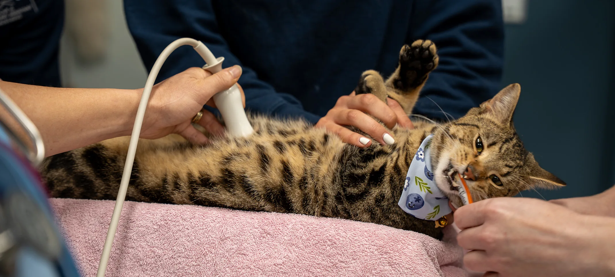 Goose the cat getting an ultrasound Goose the cat getting an ultrasound