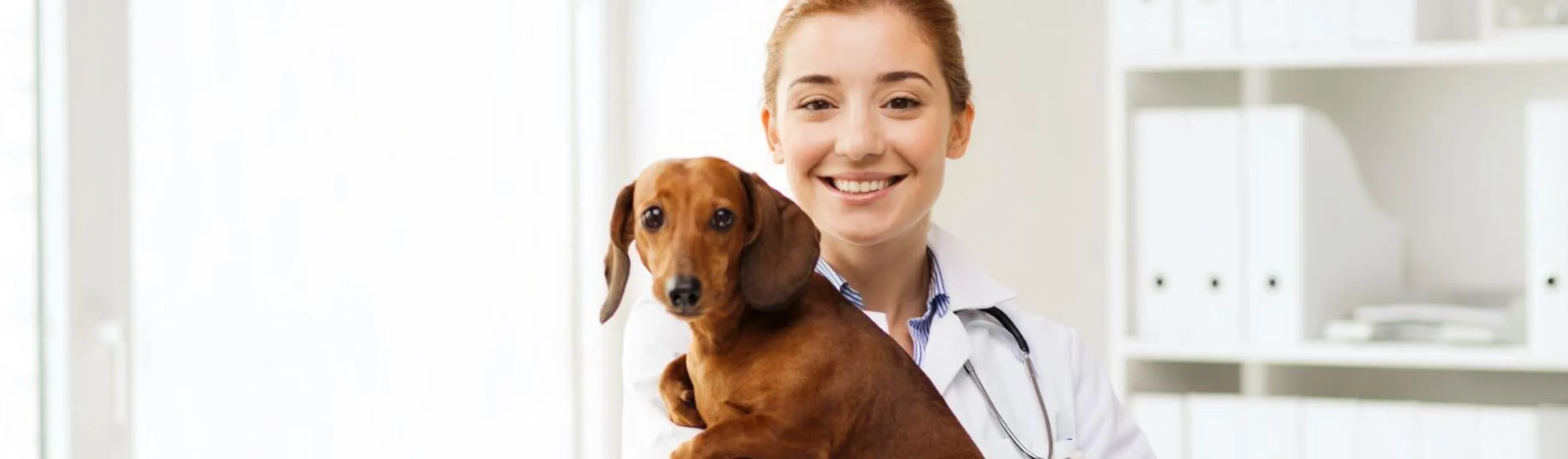 Veterinary staff holding a dog