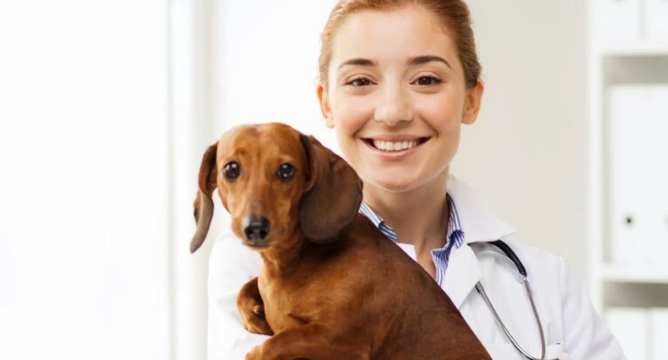 Veterinary staff holding a dog