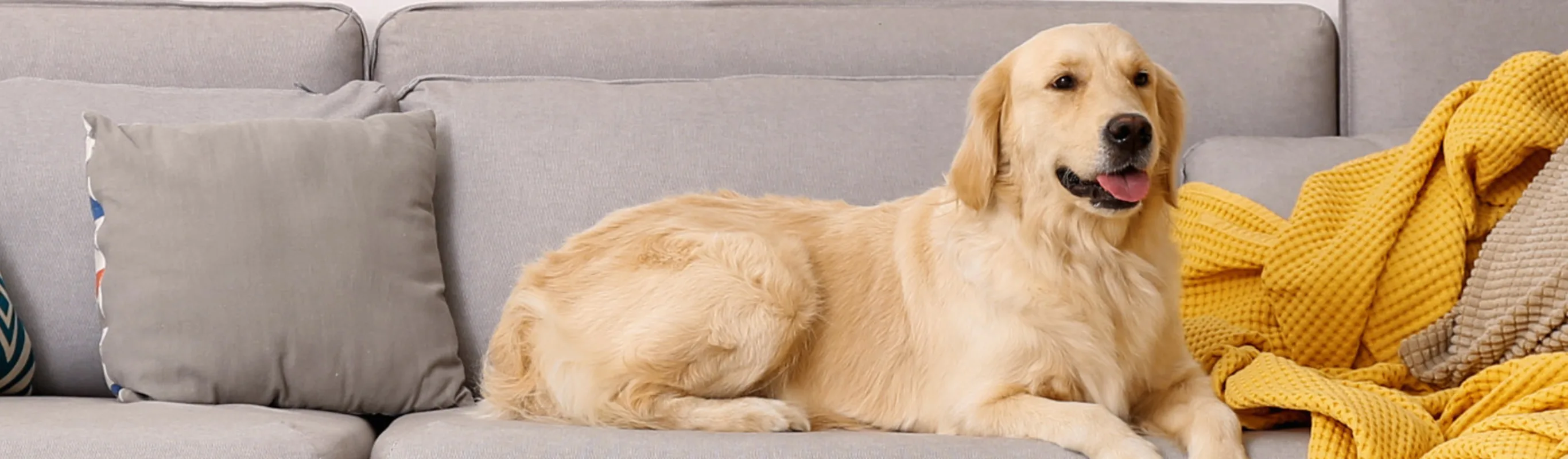 Golden Retriever (Dog) Laying on Couch with Yellow Blanket