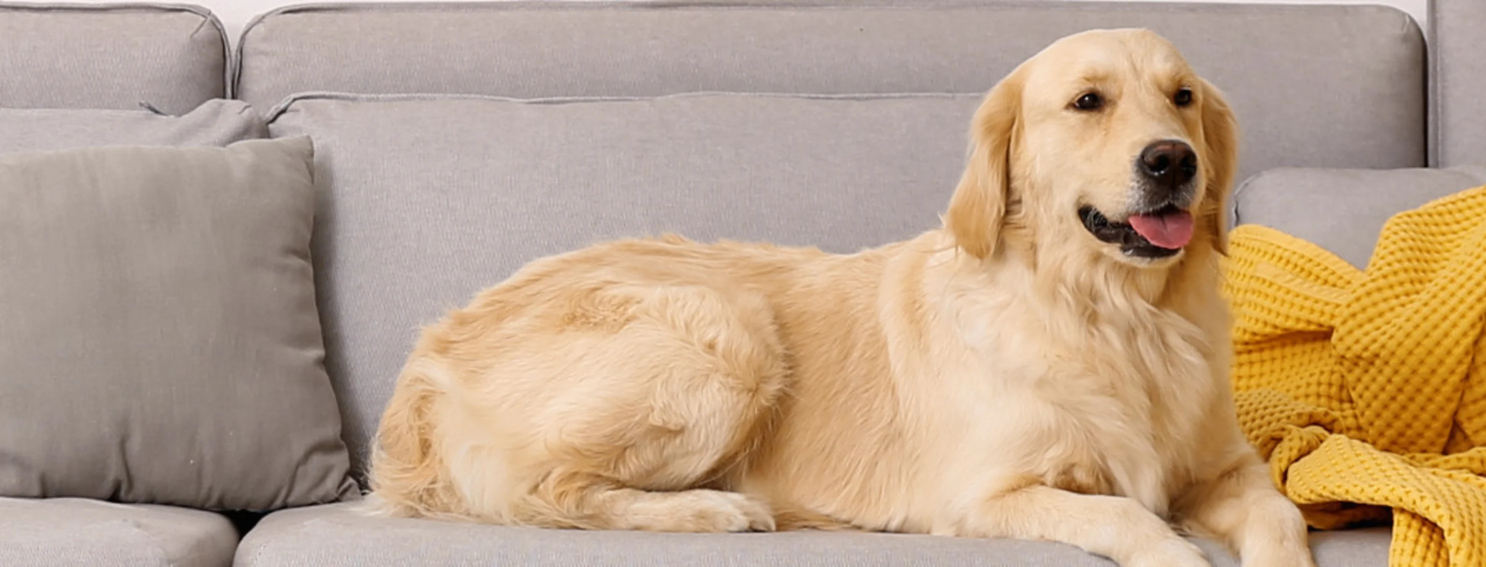 Golden Retriever (Dog) Laying on Couch with Yellow Blanket Golden Retriever (Dog) Laying on Couch with Yellow Blanket
