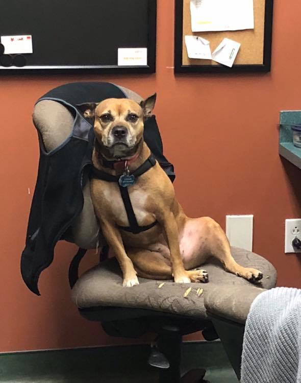 Logan the dog sitting in a chair