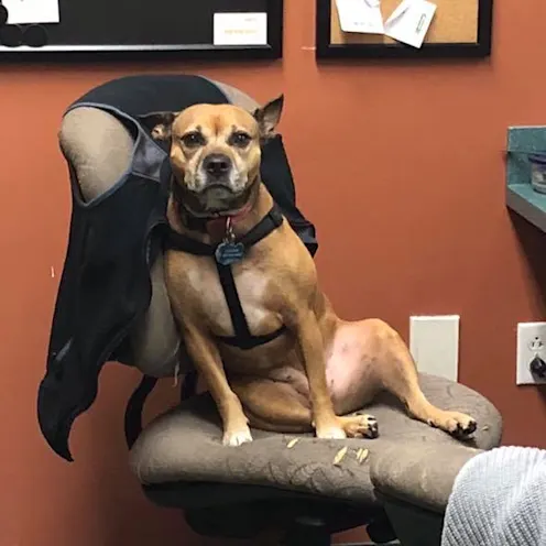 Logan the dog sitting in a chair Logan the dog sitting in a chair