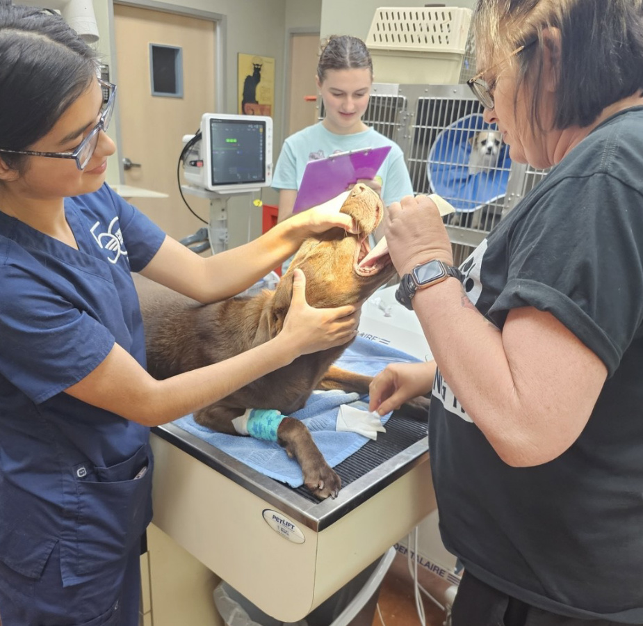 Three Staff Members Treating a Brown Dog