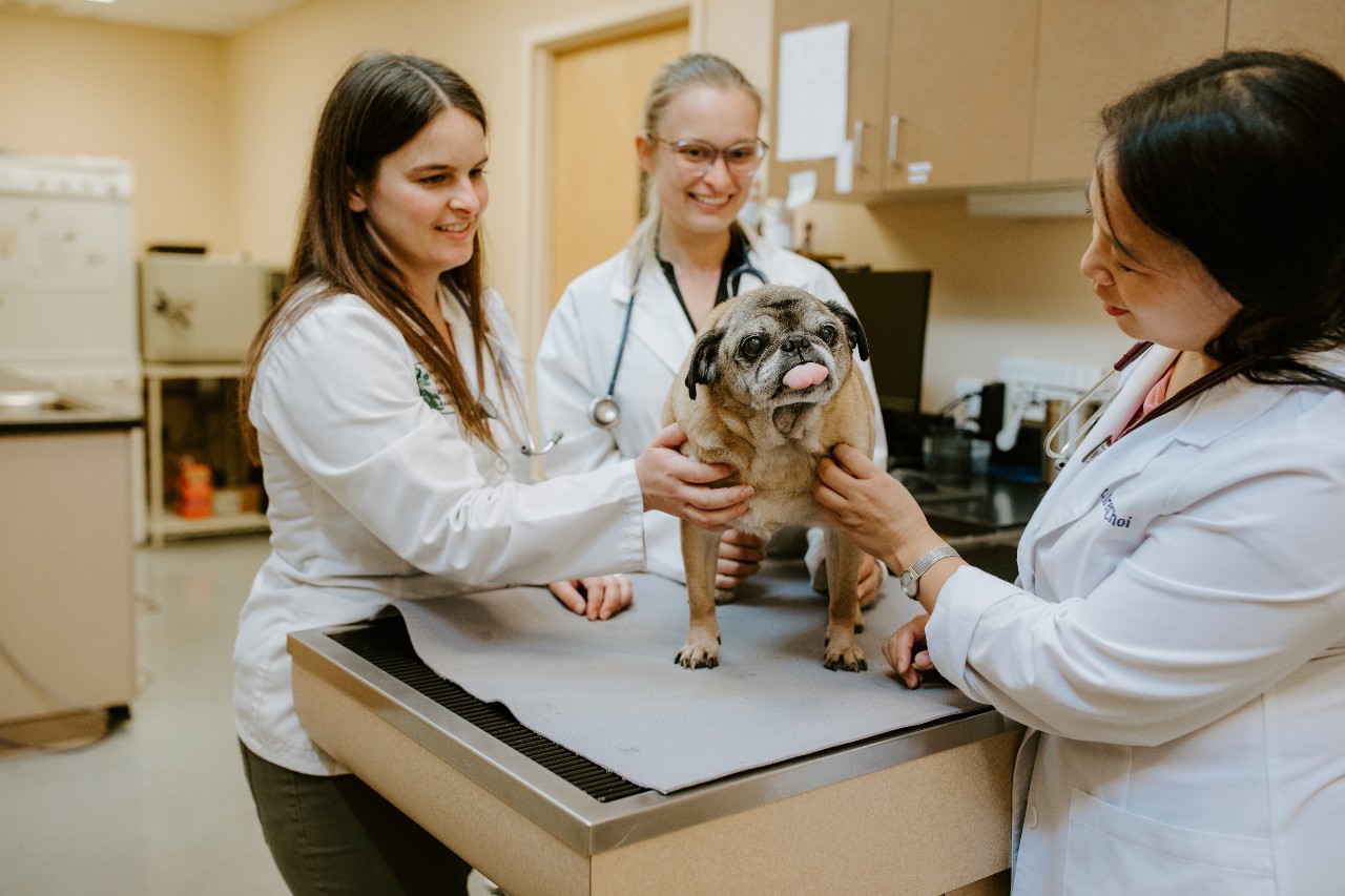 North Creek Pet Hospital Staff with dog