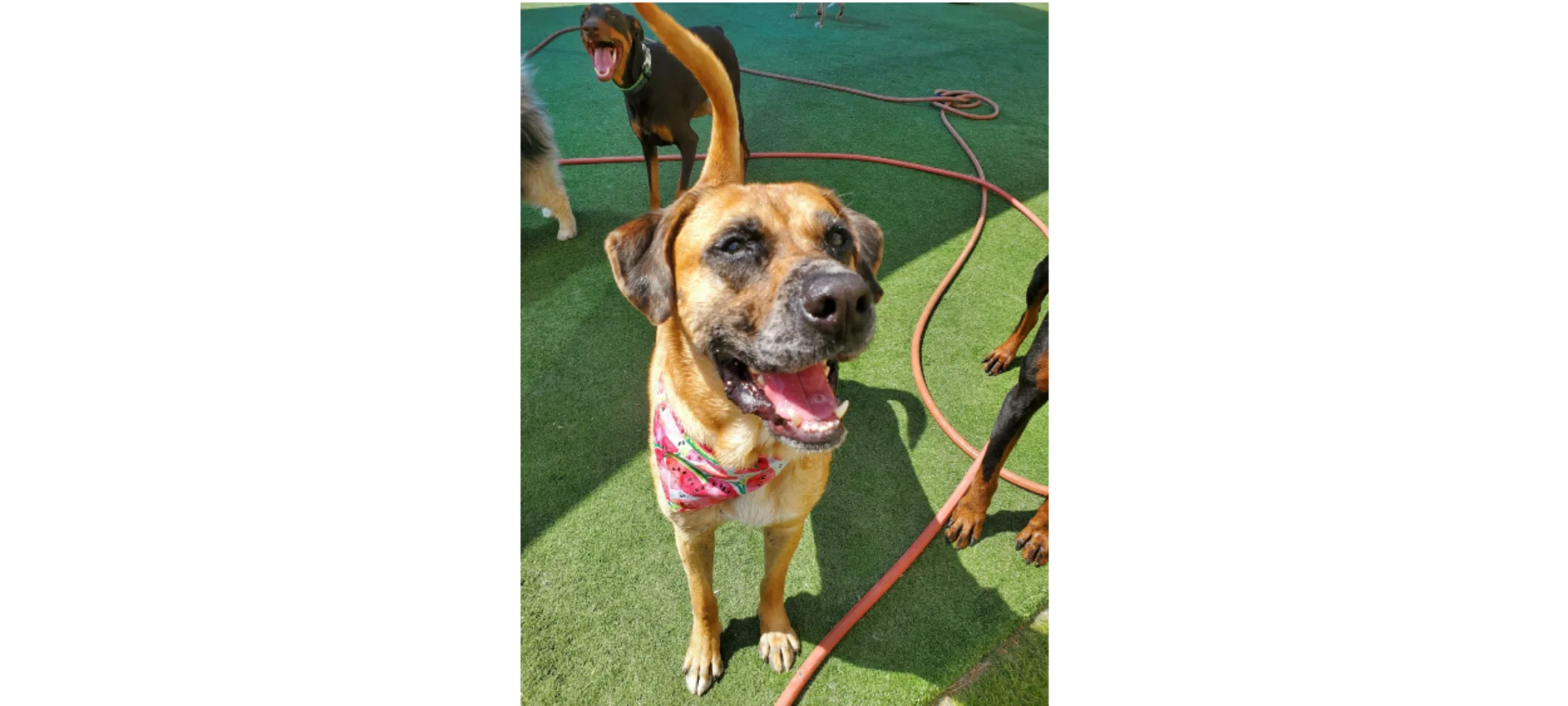 Brown Dog Smiling with Mouth Open Brown Dog Smiling with Mouth Open