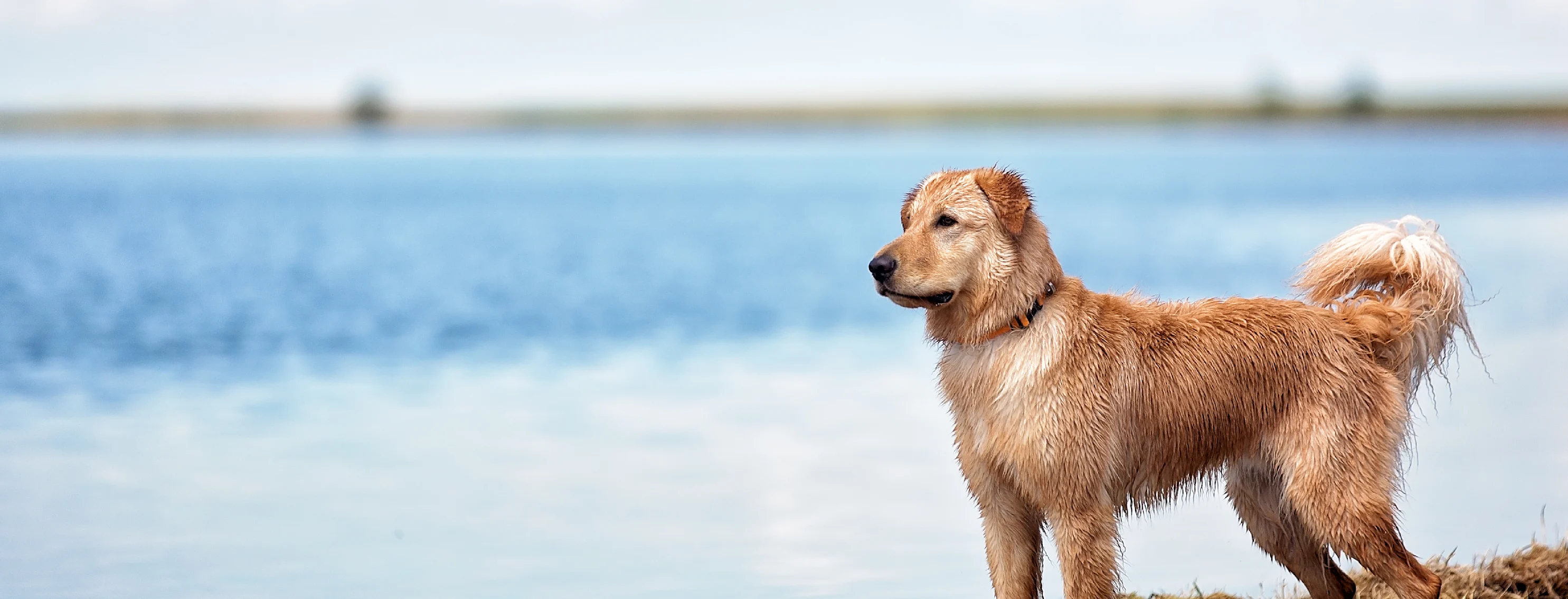 Dog near the edge of a lake Dog near the edge of a lake