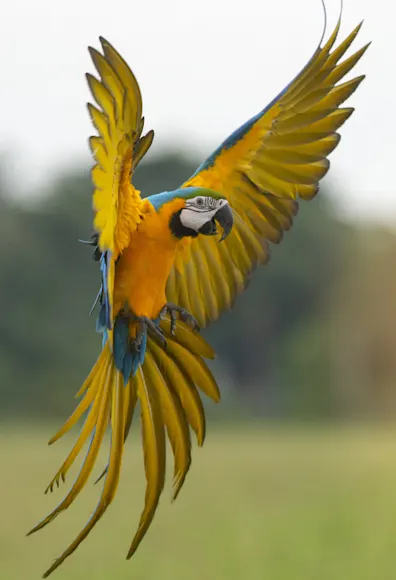 Blue & Yellow Macaw (Bird) Flying Outside Blue & Yellow Macaw (Bird) Flying Outside