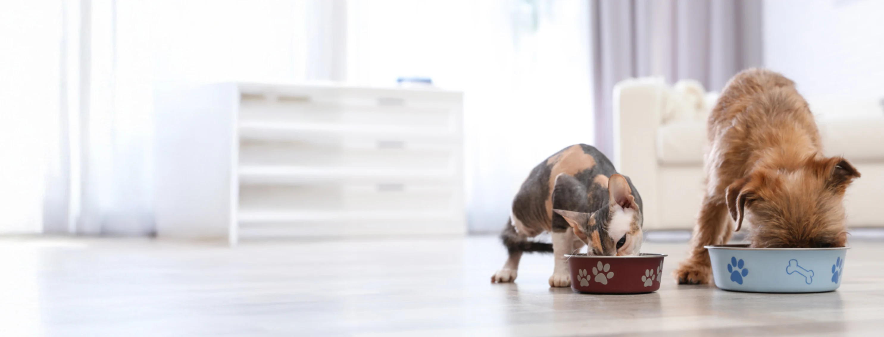 Dog & Cat Eating From Their Food Bowls Dog & Cat Eating From Their Food Bowls
