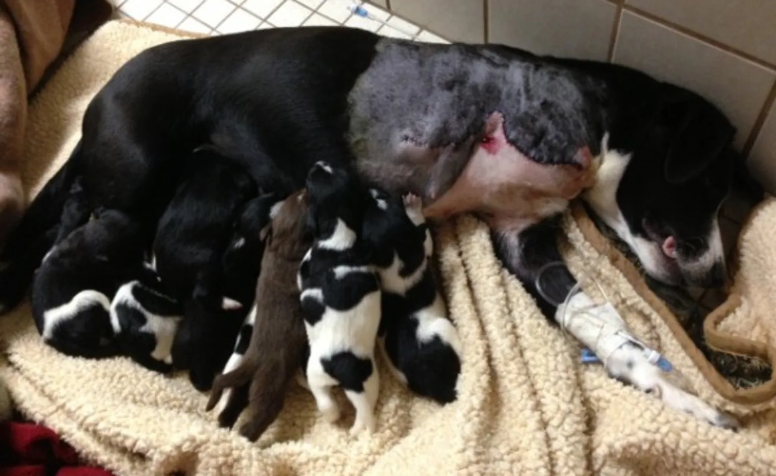 Kassidy the stray dog and her puppies weaning