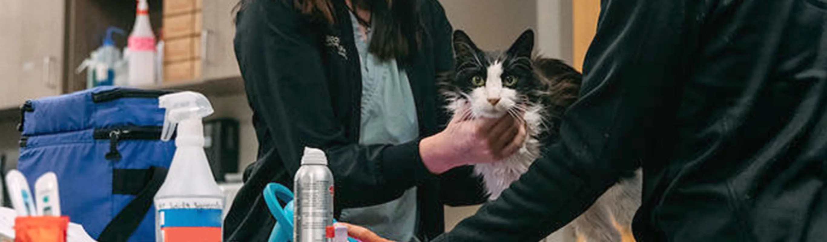 A cat being examined