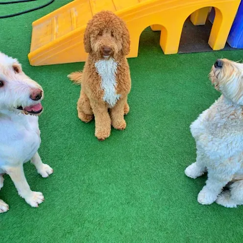 Dogs sitting Dogs sitting