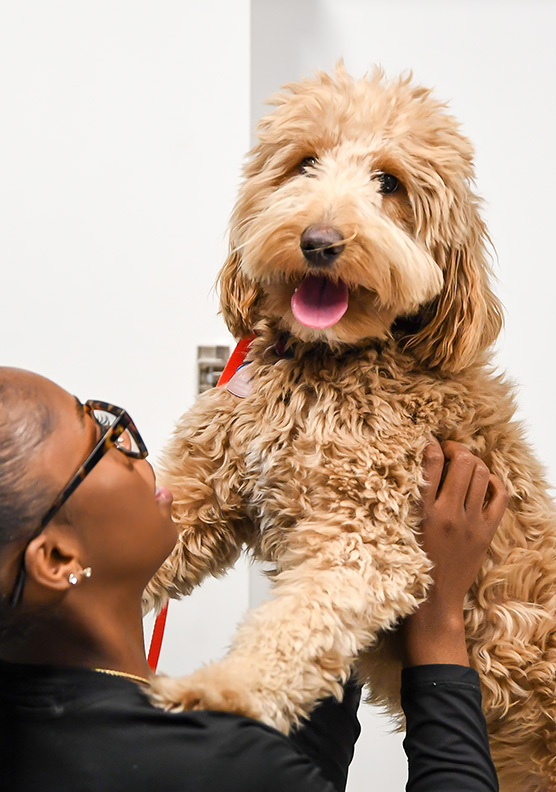 A dog being held by a vet tech
