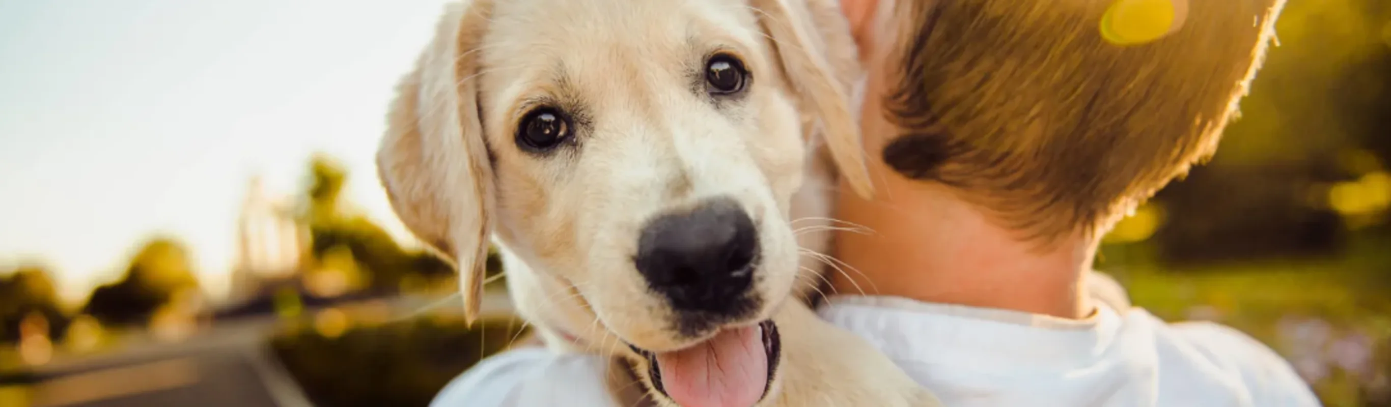 picture of a person holding a dog on their shoulder picture of a person holding a dog on their shoulder
