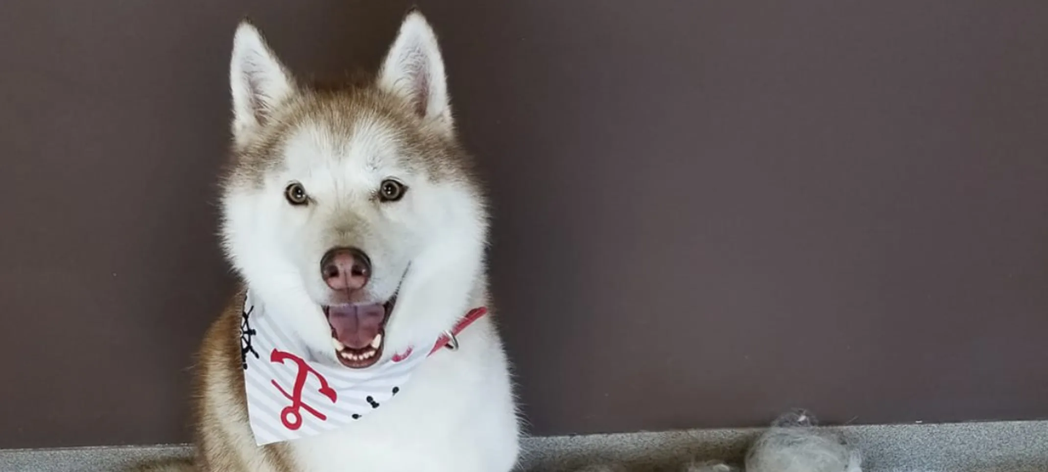 Groomed dog smiling at camera Groomed dog smiling at camera