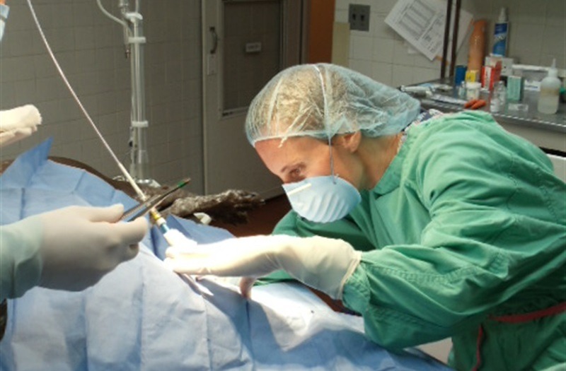 Coventry Animal Hospital Surgery