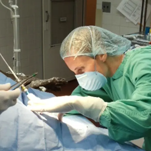 Coventry Animal Hospital Surgery Coventry Animal Hospital Surgery