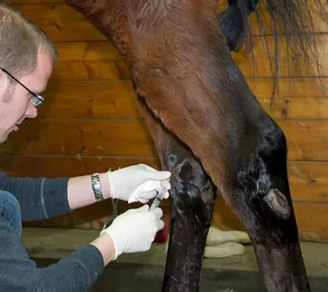 Horse being given an injection in its knee joint Horse being given an injection in its knee joint