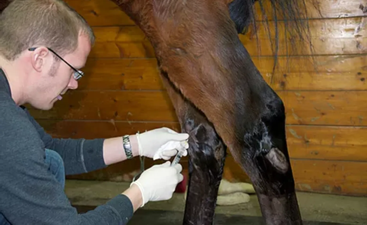 Horse being given an injection in its knee joint Horse being given an injection in its knee joint