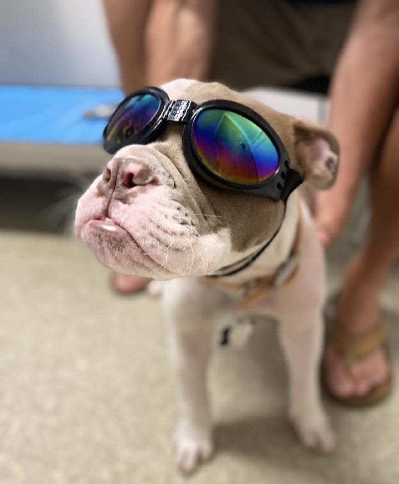 Bulldog with Goggles