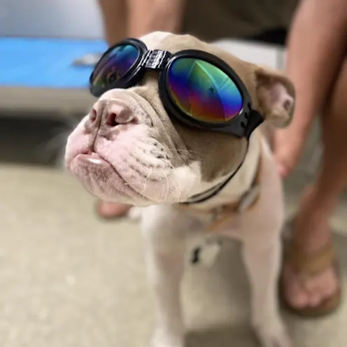 Bulldog with Goggles Bulldog with Goggles