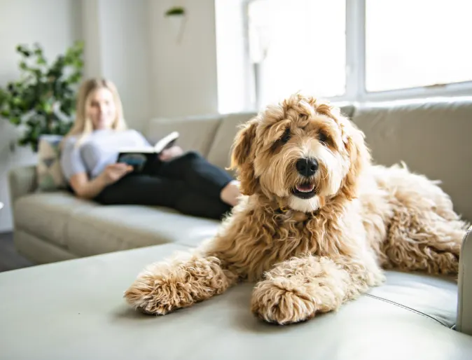 Golden Poodle sitting on couch with lady reading a book 