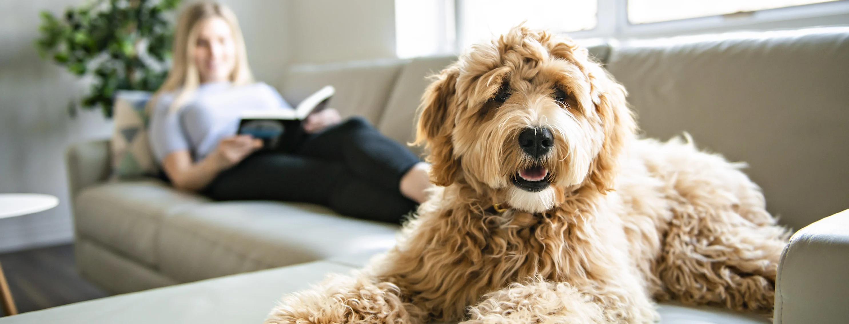 Golden Poodle sitting on couch with lady reading a book 